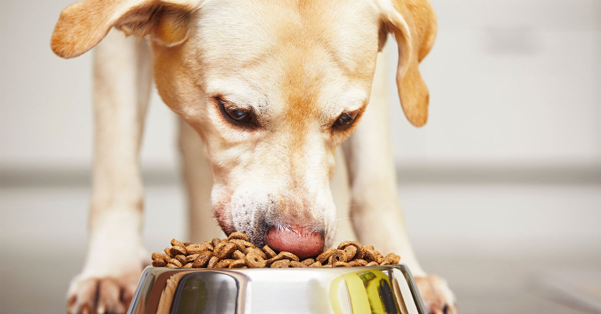 3 Bahaya Anjing Makan Terlalu Cepat