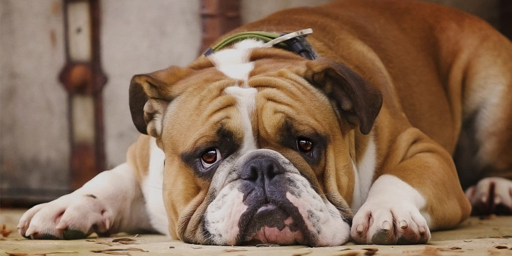 Ini Dia 10 Ciri Ciri Atau Tanda Anjing Sedang Depresi